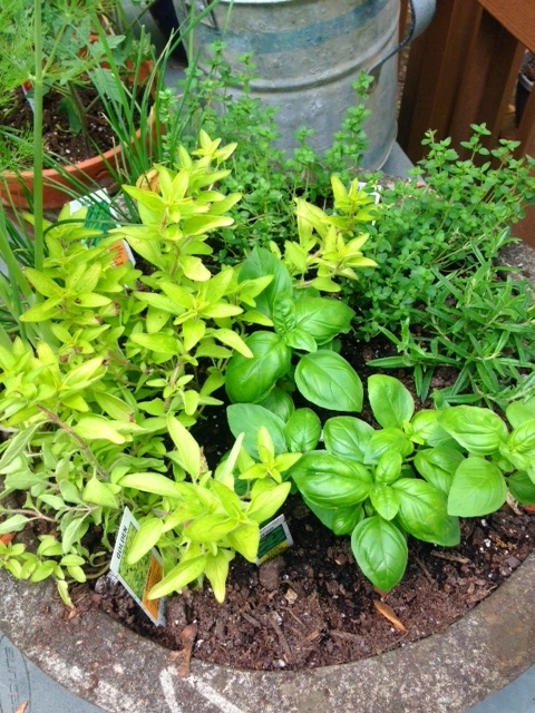 herbs-in-pot